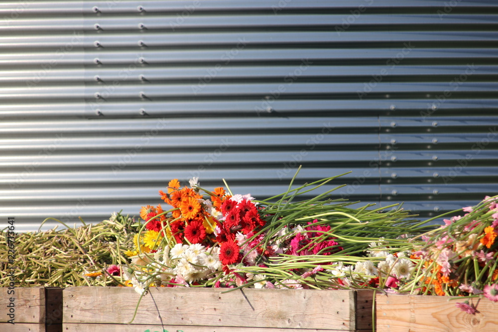 Naklejka premium Gerbera flowers in several colors trown away at greenhouse nursery in Nieuwerkerk aan den IJssel in the Netherlands