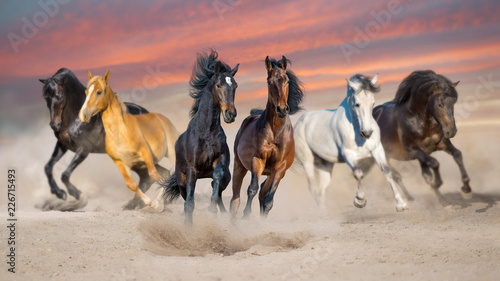 Horses run gallop free in desert dust against storm sky