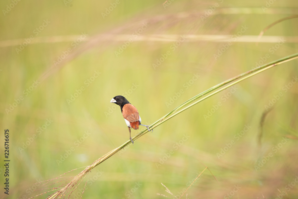 A tricolor munia 