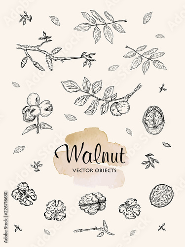 Vector illustration. Pen style drawing walnuts set. Vector objects.