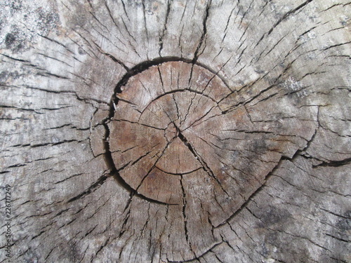 texture and background of sawn wood