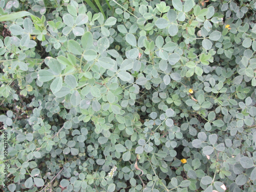 green leaf nature leaves texture green leaf nature leaves texture