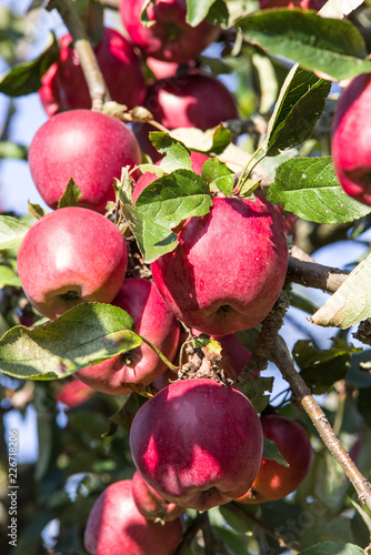 Apfelbaum voll mit roten Äpfeln