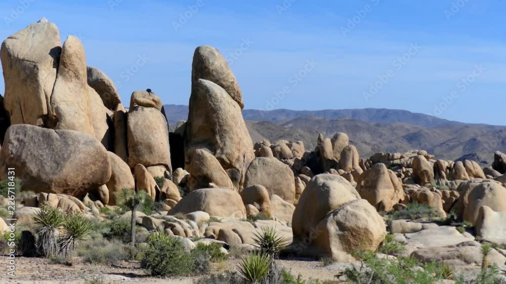 The Joshua Tree National Park in southeastern California, USA, 2017 The Joshua Tree National Park in southeastern California, USA, 2017