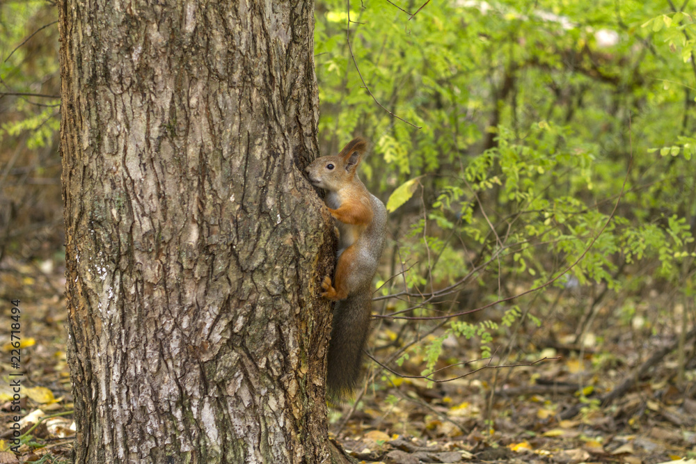 squirrel in the hollow tree