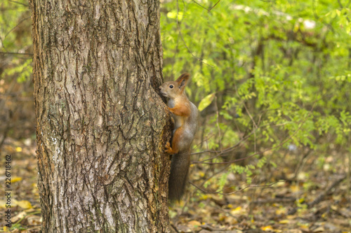 squirrel in the hollow tree © Мария Балахонцева