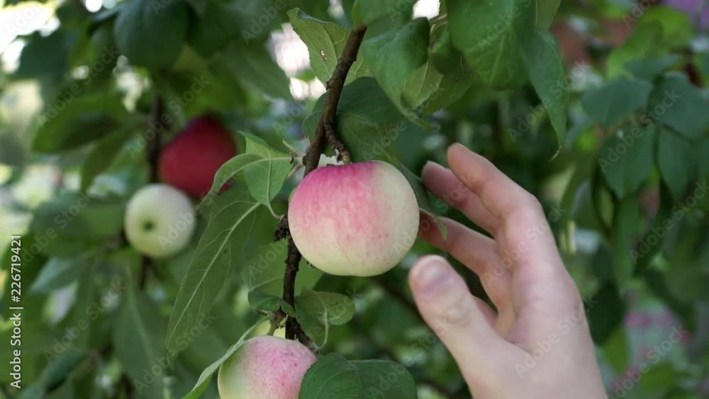 Close up of farmers hands picks red apple from branch in summer garden. Harvest time. Fresh organic fruits concept. Close up of farmers hands picks red apple from branch in summer garden. Harvest time. Fresh organic fruits concept.