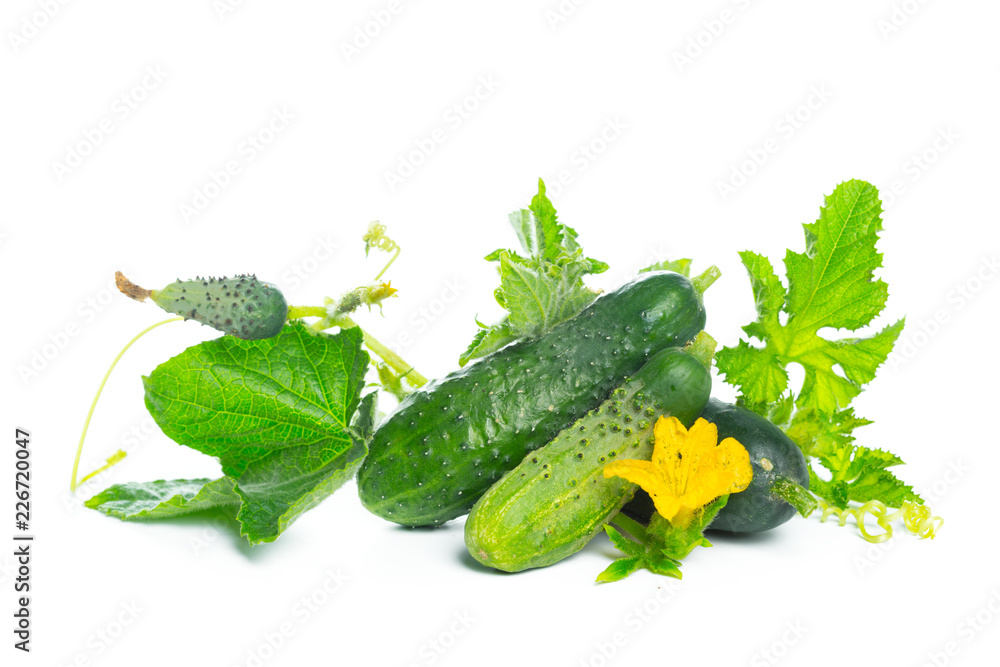 cucumber with leaf and flower natural vegetables organic food isolated on white background cucumber with leaf and flower natural vegetables organic food isolated on white background