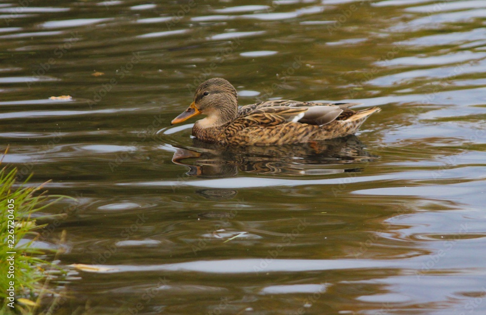 Утка в воде