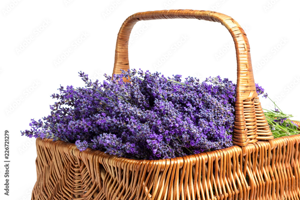 Fototapeta premium Basket with a lavender, isolated on white background
