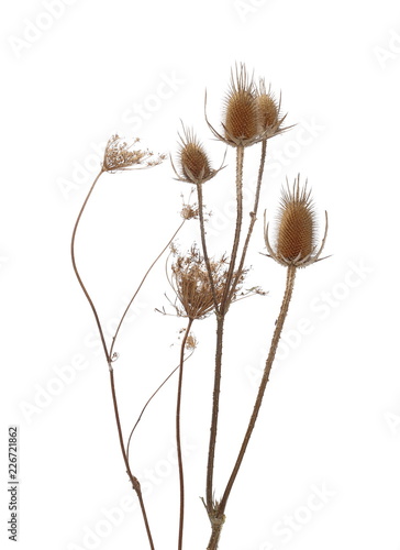 Dry burdock, thistle isolated on white background with clipping path photo