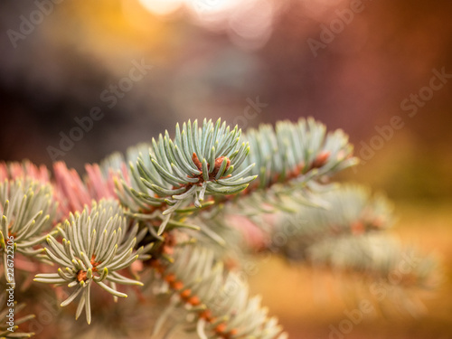 Blue spruce branches on a pink background.The blue spruce, green spruce, white spruce, Colorado spruce or Colorado blue spruce, with the scientific name Picea pungens, is a species of spruce tree.