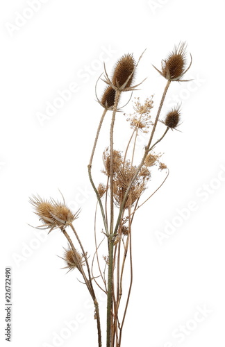 Dry burdock  thistle isolated on white background with clipping path