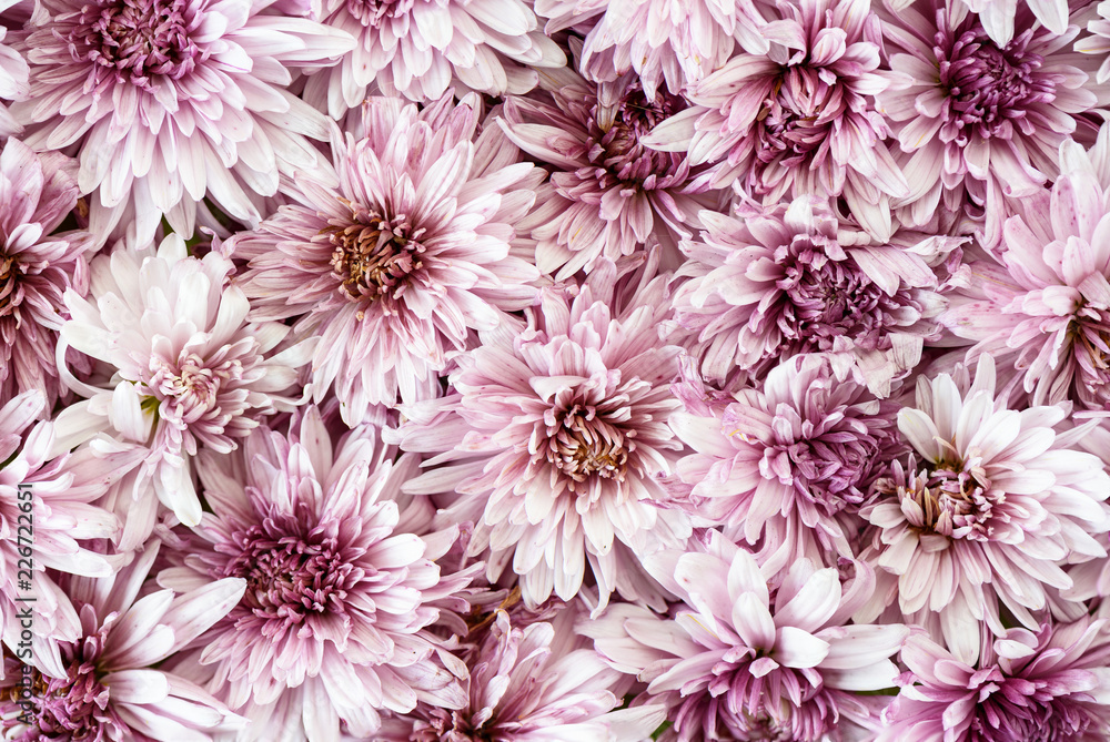 Blooming chrysanthemums. Autumn flowers background. Close up