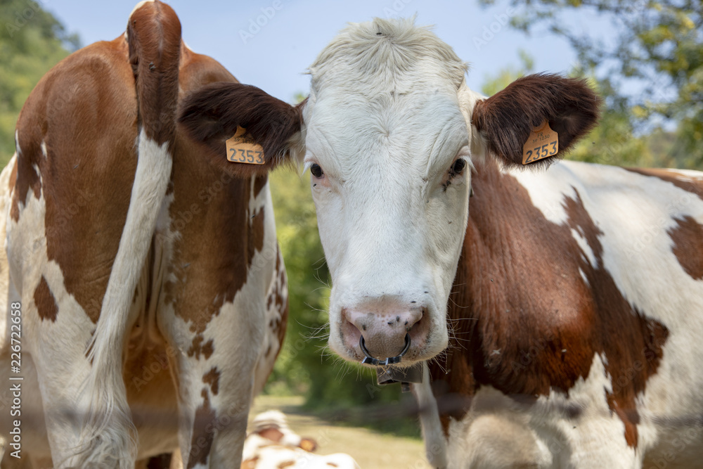 Young red and white calf with nose ring, snout ring, cow, breed of cattle montbeliard, standing next the prat of a cow.