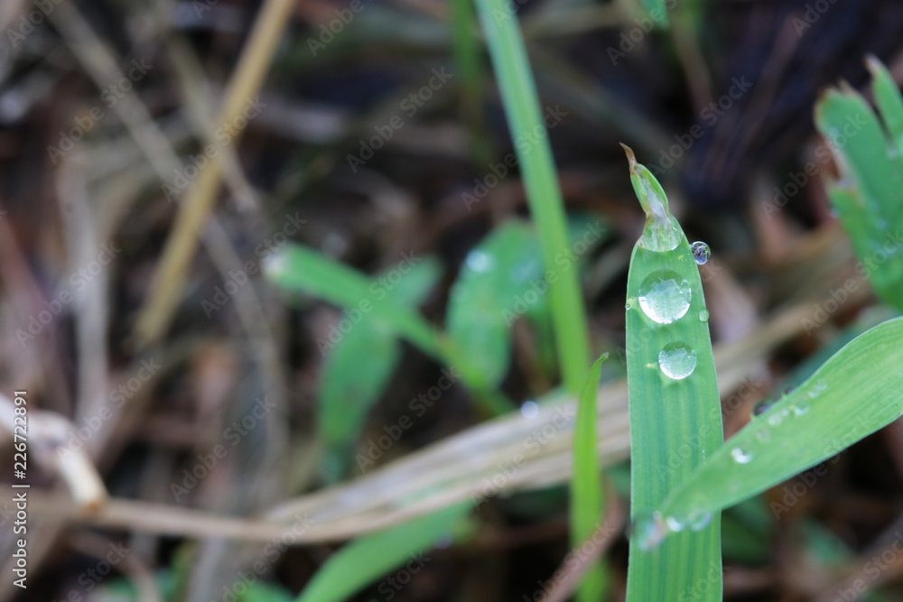 Dew drops on grass leaf in the morning Dew drops on grass leaf in the morning