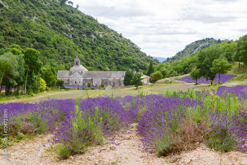 Fototapeta Naklejka Na Ścianę i Meble -  Abbey of Senanque and blooming rows lavender flowers