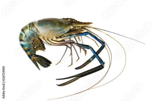 Image of fresh shrimp or lobster isolated on white background. Animal., Food.