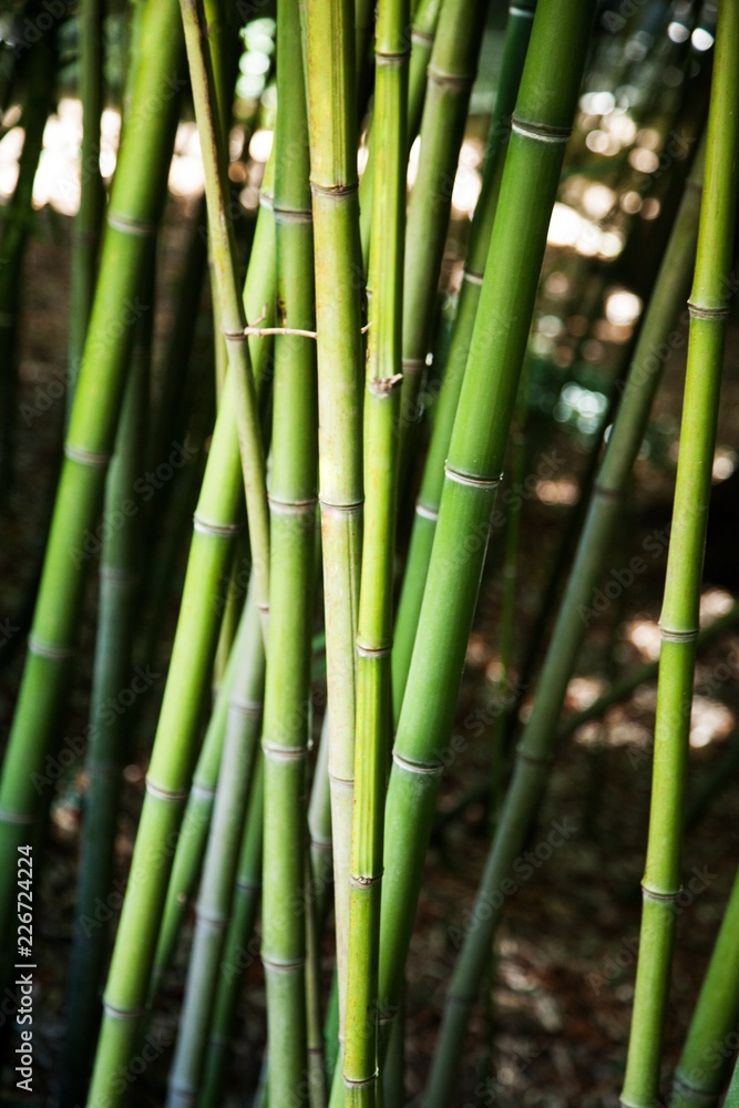 Obraz premium Close-Up of Bamboo Stems