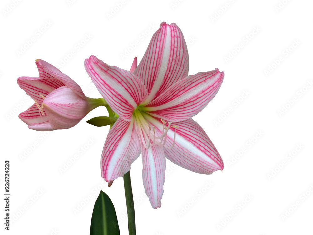 Pink hippeastrum or amaryllis flower isolated on white background with clipping path.