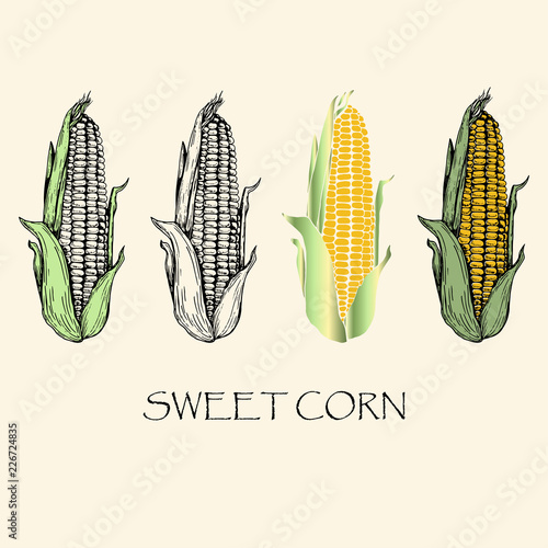 Vector illustration. Sketch drawing sweet corn. Vector objects.