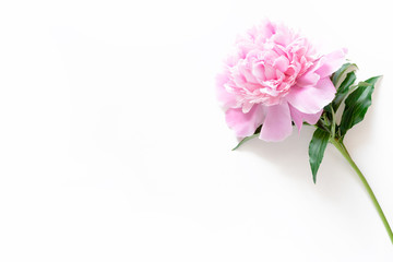 Pink peony on a white background