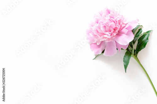 Fototapeta Pink peony on a white background