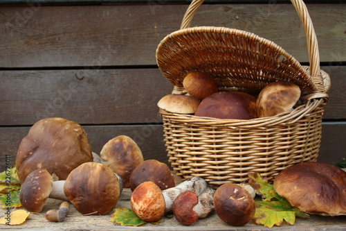 A basket full of fresh mushrooms, fresh boletuses on planks