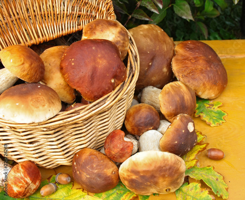 A basket full of fresh mushrooms, fresh boletuses on yellow planks