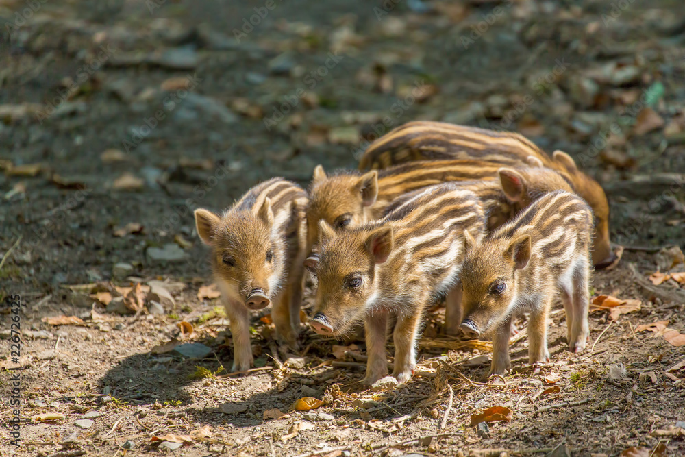 Group young wild boars standing together Group young wild boars standing together