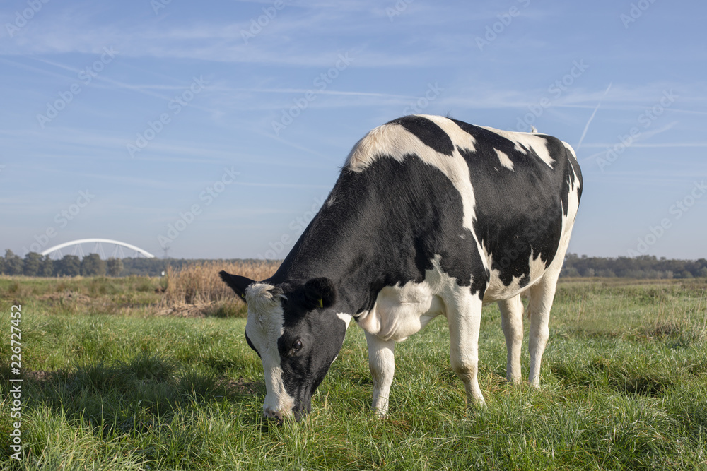 Black and white cow, heifer, in the Netherlands standing on green grass in a meadow, pasture, with at the background trees, reed, a bridge and a blue sky.
