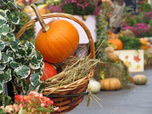 Wicker basket with pumpkins on farm market outdoors. Harvest holiday, thanksgiving day concept