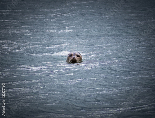 Seals on the fjord coast in Iceland