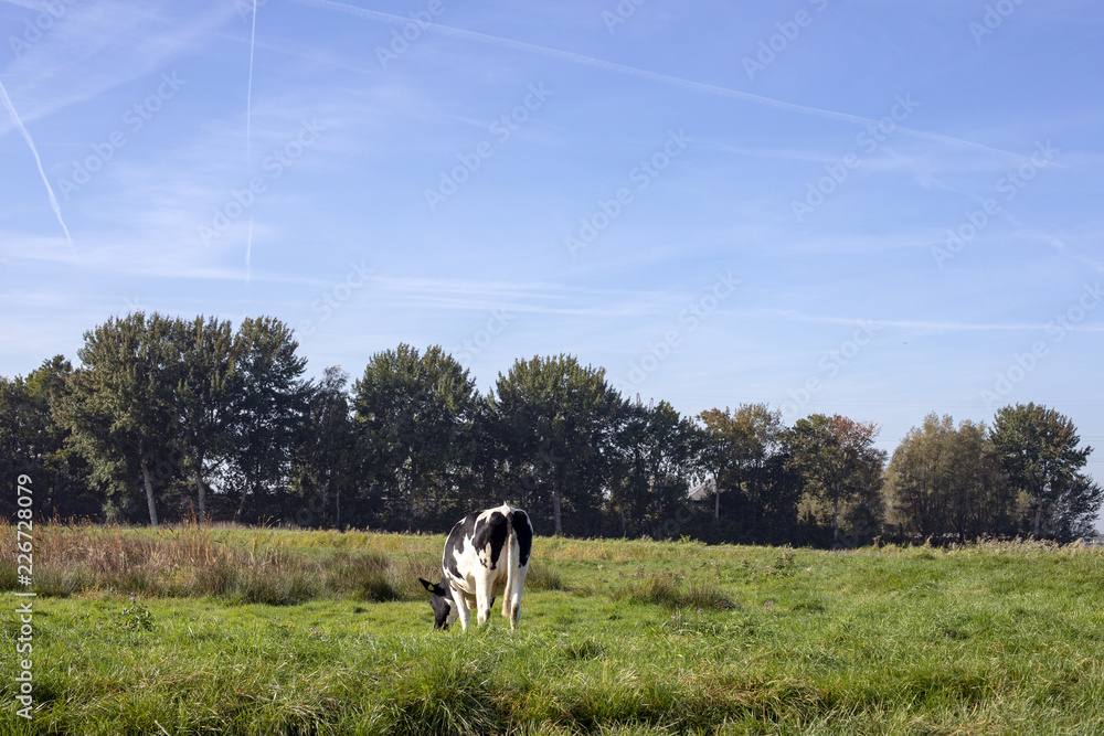 Black and white young cow, heifer, breed of cattle MRIJ with tiny udders, in the Netherlands standing a meadow, pasture, with at the background trees and a blue sky with contrails. Black and white young cow, heifer, breed of cattle MRIJ with tiny udders, in the Netherlands standing a meadow, pasture, with at the background trees and a blue sky with contrails.