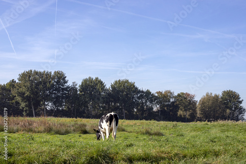 Black and white young cow, heifer, breed of cattle MRIJ with tiny udders, in the Netherlands standing  a meadow, pasture, with at the background trees and a blue sky with contrails. photo