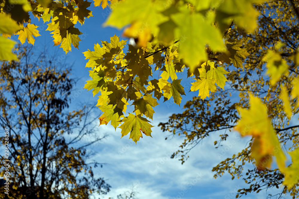 Yellow autumn maple leaves on a tree branch against the blue sky with clouds Yellow autumn maple leaves on a tree branch against the blue sky with clouds