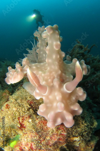 Ceratosoma alleni photo