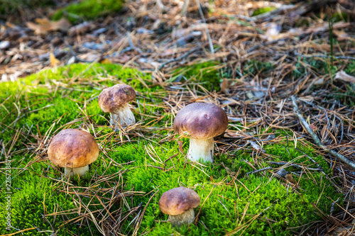 Boletus in a pine forest. Moss. Mushroom hike