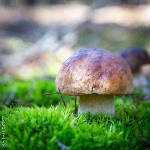 Boletus in a pine forest. Moss. Mushroom hike