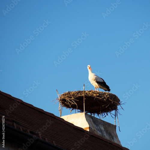 Stork in his nest