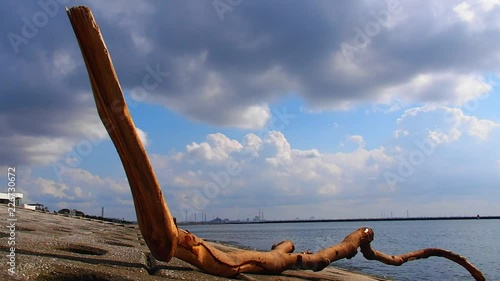 Driftwood by the sore of Inage Beach Park, Chiba, Japan  photo