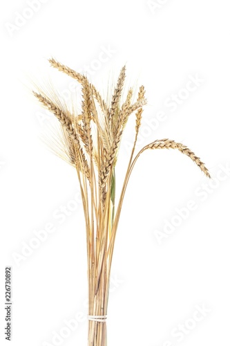 Closeup of Golden Barley / Wheat Ears
