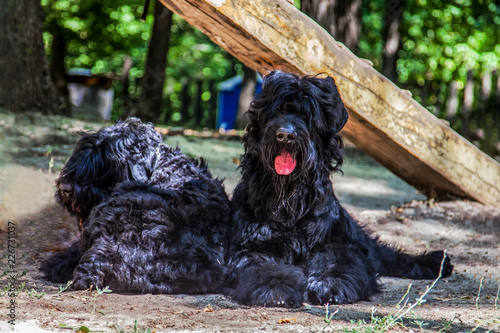 Two black big dogs of Russian Black Terrier breed lay on the ground, outdoors, sunny day. Rare exotic breed. photo