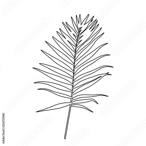 vector, on white background outline, sketch of palm leaf