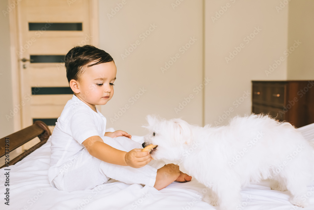 adorable little child feeding bichon dog with cookie on bed adorable little child feeding bichon dog with cookie on bed