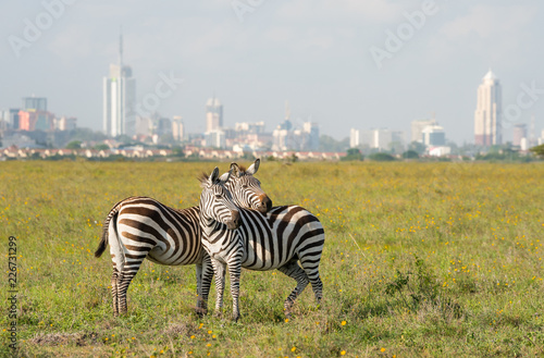 Zebras in Nairobi national park with Nairoby city in the background. Zebra puts head on back of other zebra in Nairobi, Kenya. photo