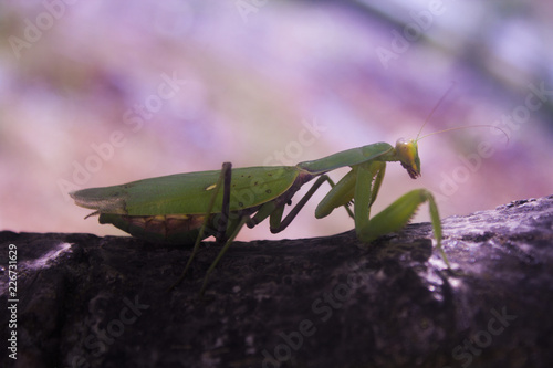 mantis on leaf