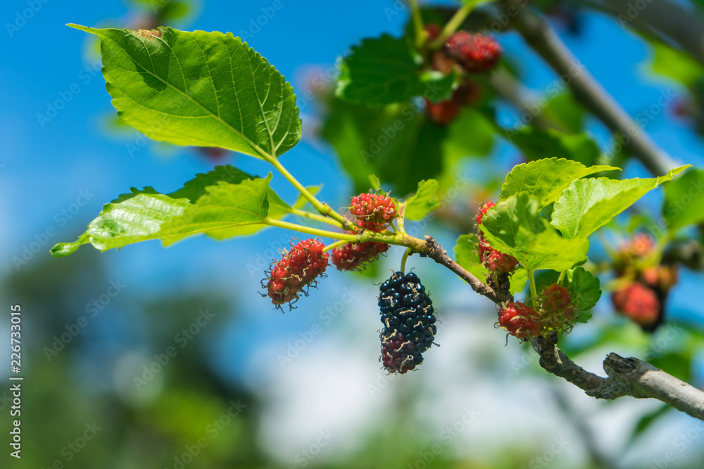 Mulberry on tree is Berry fruit in nature Mulberry on tree is Berry fruit in nature