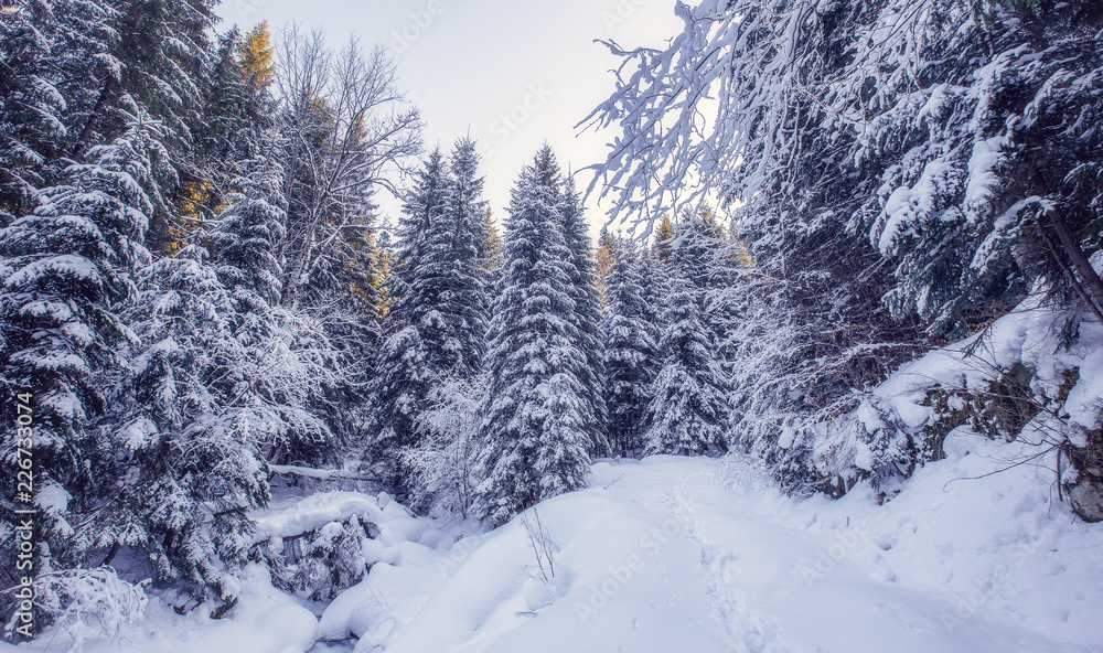 Obraz premium winter landscape in the forest.