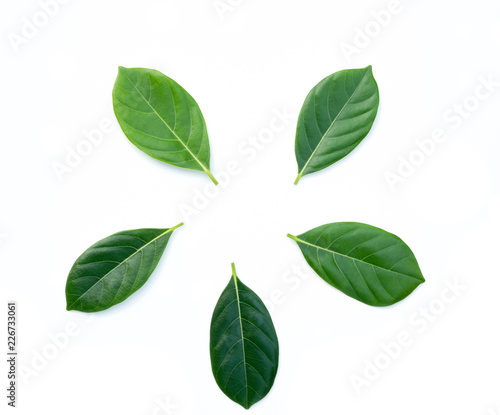 Top view green leaves on white background. Flat lay, Frame with green leaf © bwittaya